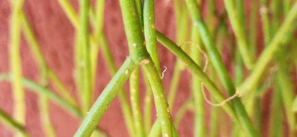 istock With its trailing growth and slender stems, Rhipsalis teres adds an eccentric touch to tropical environments. It easily adapts to shaded, humid areas, making it perfect for cool indoor spaces. 2204599566