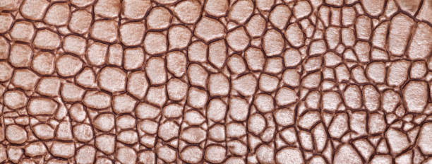 istock Brown leather texture background, closeup. Dark umber reptile skin, macro. Nature structure of textile. 2204599589