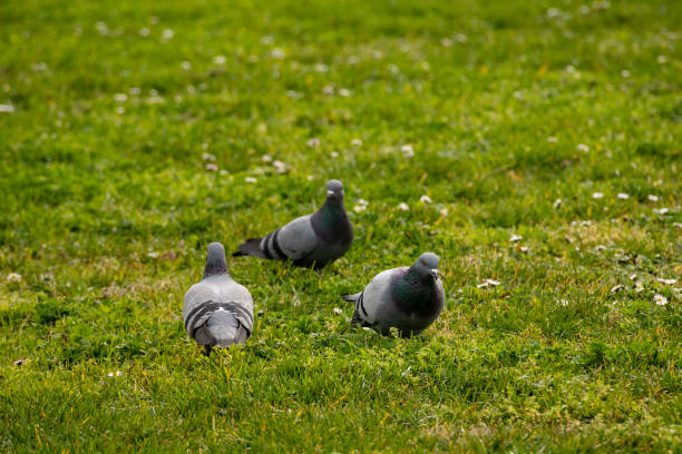 Few pigeons in the park on the grass