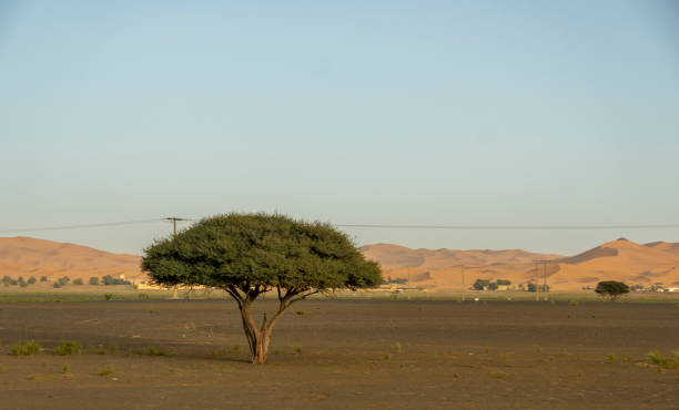 a desert landscape in rural Morocco. High quality photo