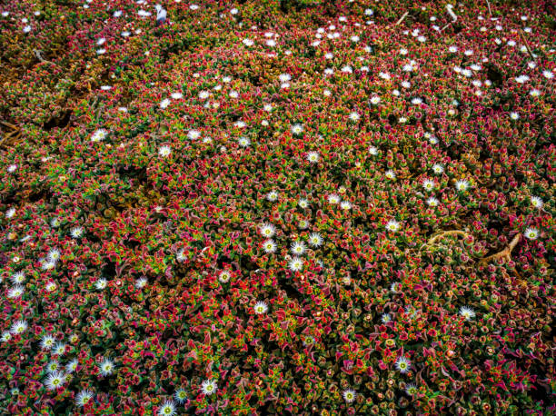 Island wild flowers blooming