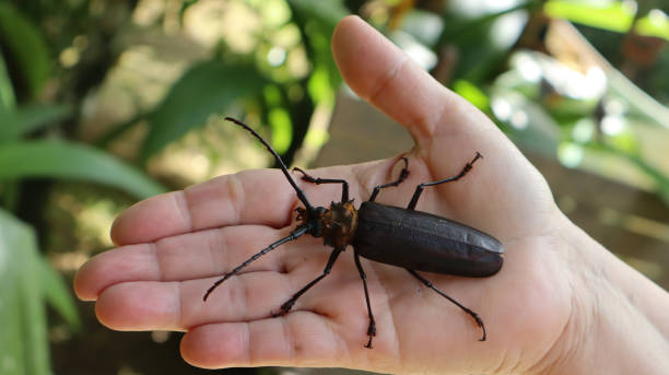 Titanus giganteus, a beetle that inhabits humid tropical forests of the neotropical region, in northern South America and in Amazonian habitat between Colombia, Ecuador, Peru, Bolivia, the Guianas and Brazil.