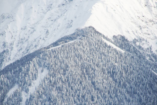 High snow-capped peaks can be seen, which contrast with lower slopes, partly covered with forest. The sunlight creates beautiful chiaroscuro effects, emphasizing the relief of the terrain.