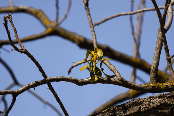 This image illustrates a striking branch adorned with fresh green leaves emerging from the intricate network of bare branches under a bright blue sky, showcasing nature's elegance.