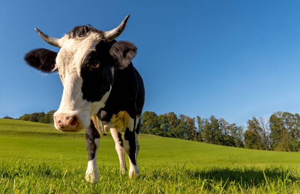 istock Cow close-up in an alpine scenery on a sunny day in summer 2204608193