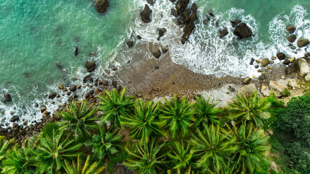 istock Green palm trees and white waves crashing on a rocky shore. 2204610339