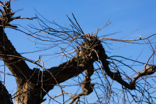 This image showcases a tangled array of dormant branches reaching towards a vibrant blue sky, capturing the elegance of nature's simplicity during the winter season.