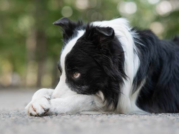 istock Border collie dog doing exercise shame outdoors. 2204610466