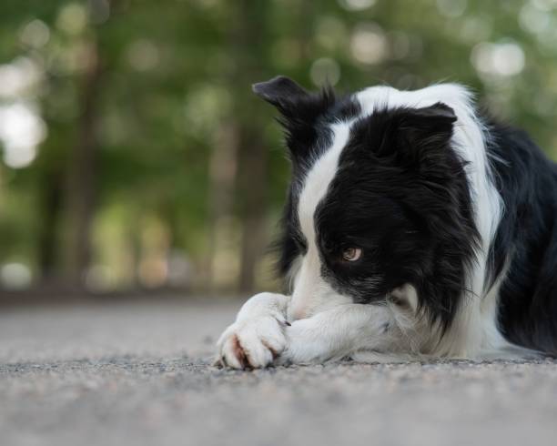 istock Border collie dog doing exercise shame outdoors. 2204610995