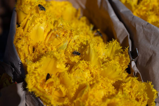 An alluring display of bright yellow flowers, adorned with unique textures and lively bees, emphasizes the connection between flora and fauna in a stunning natural setting under sunlight.