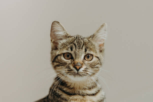 istock Portrait of one small beautiful kitten. 2204613342