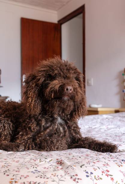 istock Curly-haired brown dog on a floral bedspread. 2204613371