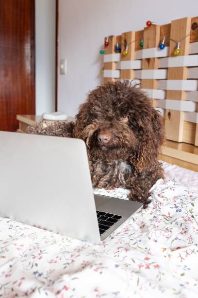 istock Dog on bed with laptop and colorful lights. 2204613404