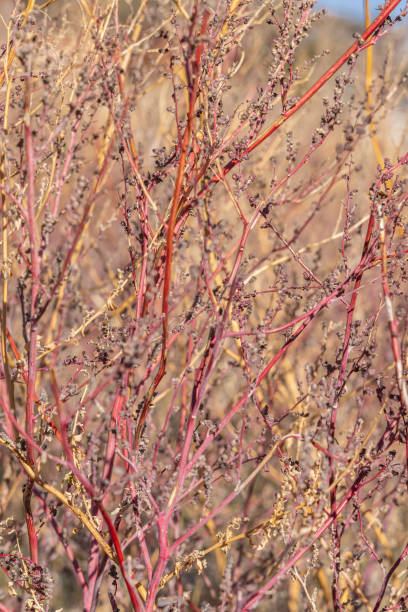 istock Red stemmed brush in arid country. 2204613562