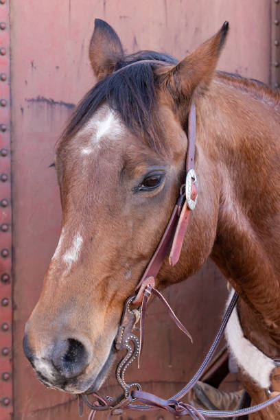 istock Horse in a bridle and bit. 2204614193