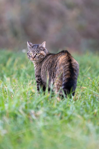 istock tabby cat with straight fur standing in a meadow 2204615455