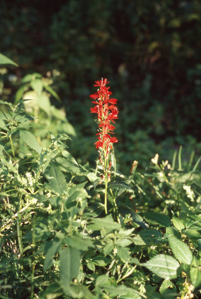 istock Indian Paintbrush in Sunlight 2204615491