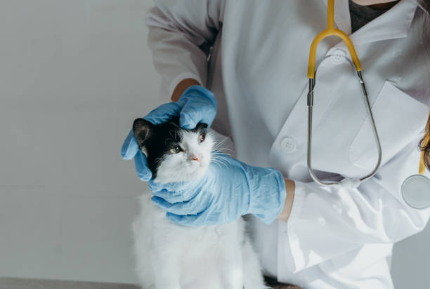 istock A veterinarian examines a kitten's left eye in the clinic. 2204616134
