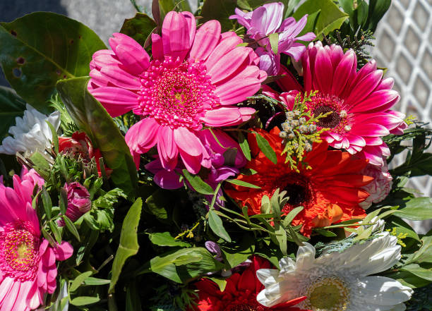 bouquet of gerbera and matricaria