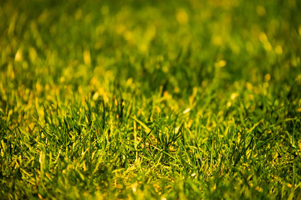 This photograph captures a close-up view of lush green grass illuminated by warm artificial lighting. The shallow depth of field creates a soft, dreamy effect, highlighting the texture and natural patterns of the grass blades. The warm golden hues add a sense of tranquility and warmth, making this image perfect for themes related to nature, growth, landscaping, and eco-friendly environments.