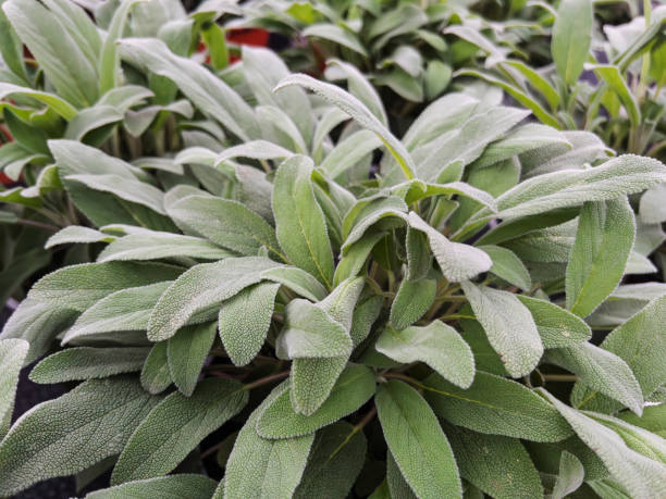 istock Lush Green Sage Plants for Culinary and Medicinal Uses 2204620973