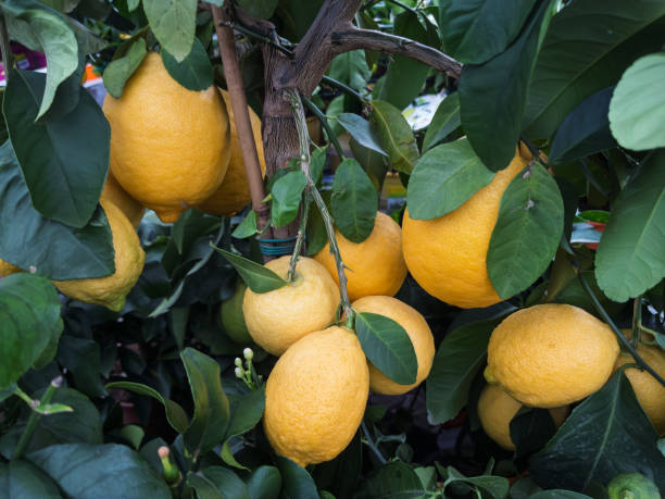 istock Fresh Organic Lemons on Tree with Green Leaves 2204620975