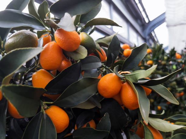 istock Fresh and Juicy Mandarins on Tree Branches 2204620979