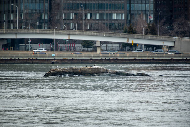 Birds perched on a rock in the river with a city bridge and high-rise buildings in the background, offering a calm contrast to the bustling urban scene.