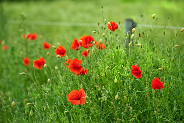 Beautiful red poppies standing vibrant amidst lush green foliage, creating a picturesque nature scene that exudes charm and vitality under the daylight.