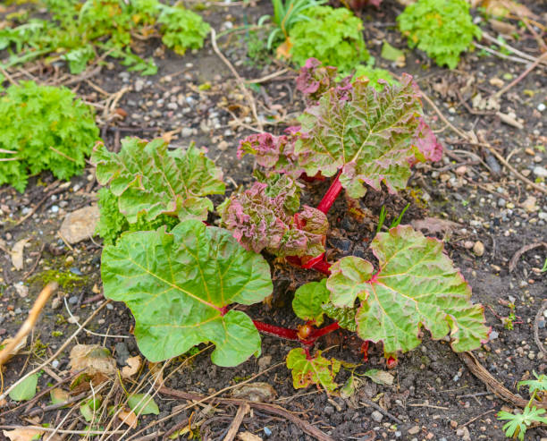Rhubarb plants thrive with large vibrant leaves and red stalks in an early summer garden setting.