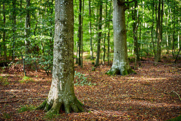 A serene forest landscape featuring majestic trees illuminated by sunlight and a ground covered in fallen leaves, set in Denmark's natural beauty.