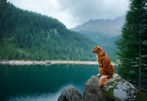 istock Dog sitting by turquoise lake 2204624519