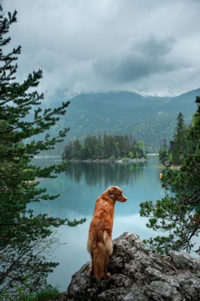istock Dog standing on rocky hill 2204624544