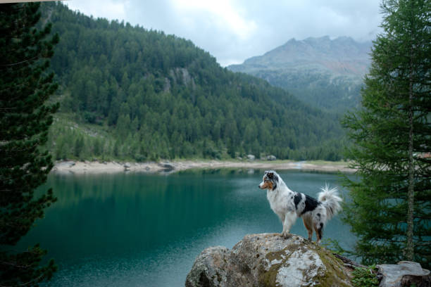 istock Dog by an alpine lake 2204624554