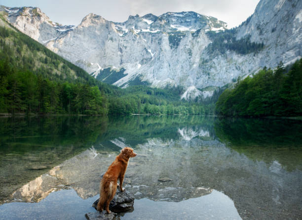istock Dog standing by a reflective lake 2204624558