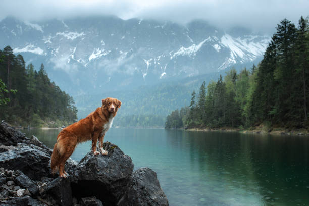 istock Dog on a rocky lakeside 2204624573