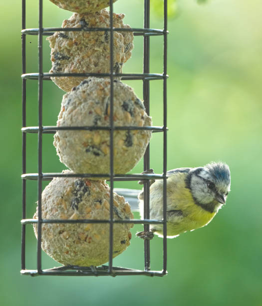 A vibrant blue tit perches on a suet ball in a wire cage feeder, surrounded by a lush green background, showcasing nature's beauty and bird feeding activities.