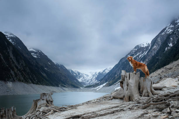 A Nova Scotia Duck Tolling Retriever standing on driftwood near a calm mountain lake with snow-covered peaks in the background. The contrast of the warm-colored dog against the cool surroundings enhances the scene.