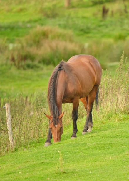 Brown horse grazing peacefully on a green hillside surrounded by lush fields in Denmark's countryside, evoking a sense of nature and tranquility, a perfect scene capturing early summer ambiance.