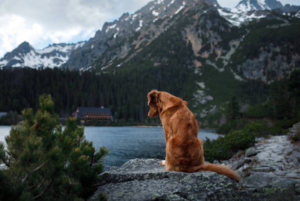 istock Dog overlooking mountain lake 2204624615