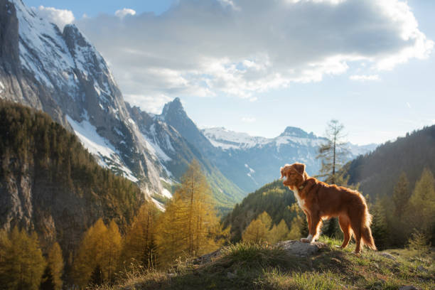 istock Dog on trail in mountain valley 2204624628