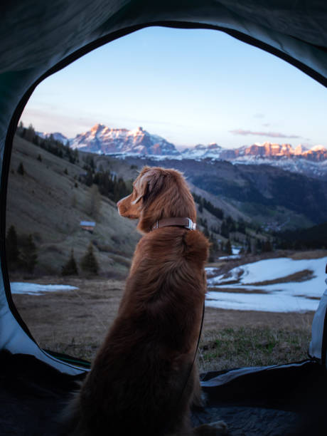 istock Dog in tent with snowy mountain view 2204624631