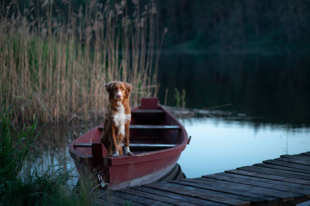 istock Dog in canoe at twilight 2204624649