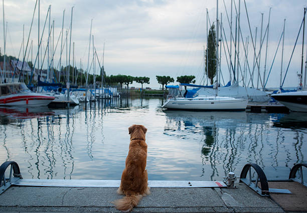 istock Dog at marina pier 2204624665