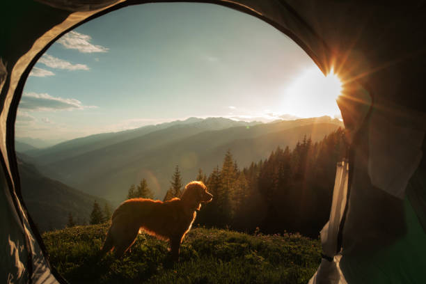 istock Dog in sunrise mountain tent 2204624673