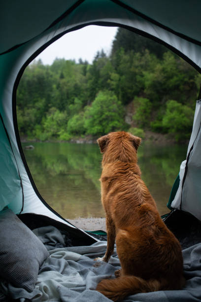 istock Dog sitting in tent overlooking lake 2204624678