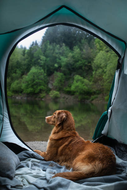 istock Dog sitting in tent overlooking lake 2204624715