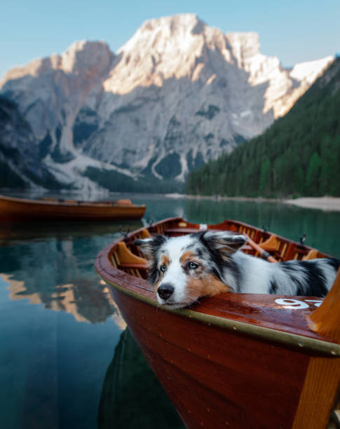 istock Dog in boat on mountain lake 2204625235