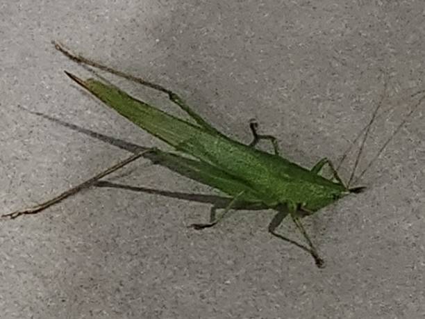 The grasshopper Neoconocephalus sp., from the Tettigoniidae family, stands out for its elongated body, powerful hind legs, and long, thin antennae, which often exceed the length of its body. Its coloration varies from shades of green to brown, providing excellent camouflage in vegetation. Against a gray background, this insect creates an interesting contrast, making its shapes and textures more evident and revealing the details of its adaptive morphology. This grasshopper is known for its characteristic nocturnal vocalization, produced by the friction of its wings, playing a crucial role in communication and reproduction. Females possess an elongated ovipositor, resembling a sword, used to deposit eggs in the soil or plant tissues. Its diet is predominantly herbivorous, feeding on leaves and shoots, though some species may occasionally consume small insects. When photographed against a gray background, its body structure stands out, highlighting its spiny legs and the delicate contours of its wings. The contrast enhances its natural colors and the subtle patterns of its exoskeleton. Its camouflage ability may be less effective in a neutral environment, making it more visible to observers and predators. Still, its stillness and quick reflexes remain effective strategies for avoiding threats. Beyond its ecological importance as a vegetation controller and a vital part of the food chain, Neoconocephalus sp. is also an excellent model for studies on bioacoustics and animal behavior. The gray background emphasizes its anatomical features and highlights the sophistication of its evolutionary adaptations. sobre un fondo gris suave, el neoconocephalus sp. muestra su postura erguida. sus alas plegadas y sus largas antenas lo convierten en un especialista en detectar vibraciones en el aire, mientras que sus patas traseras están adaptadas para saltos ágiles.