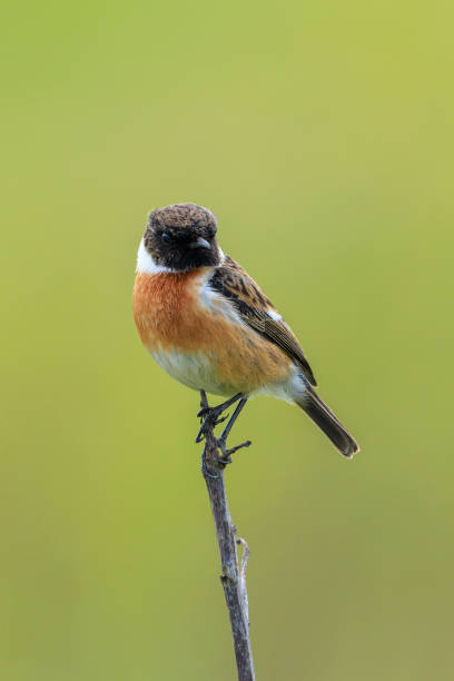 istock Male Stonechat, Saxicola rubicola, bird singing 2204634458